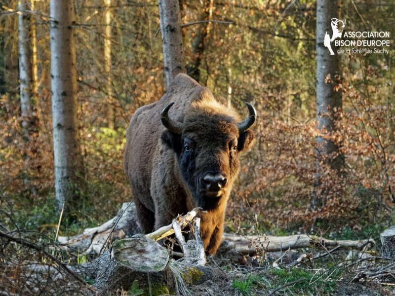 Suivi de l’impact du Bison d’Europe sur la végétation