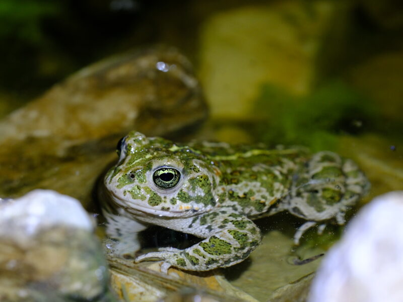 Calendrier de l’Avent, version Biodiversité!