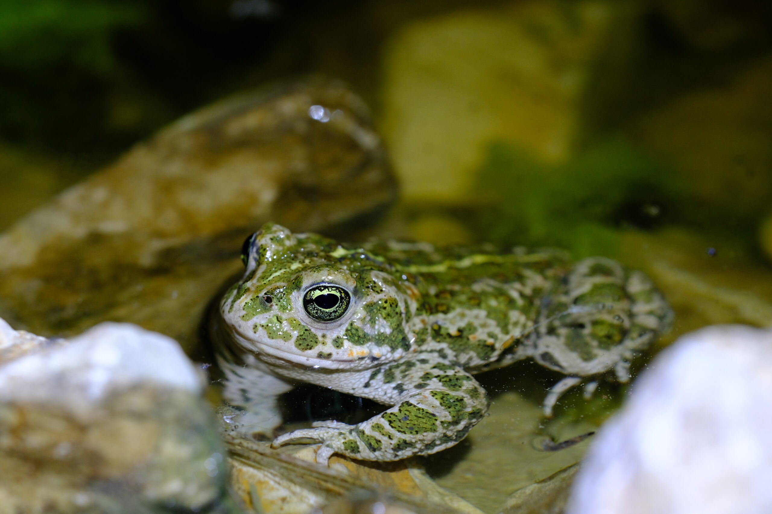 Calendrier de l’Avent, version Biodiversité!